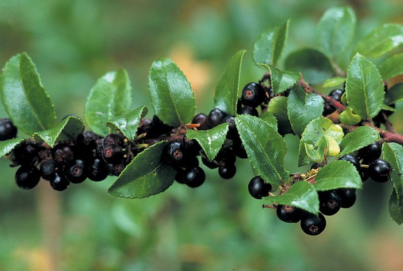 Evergreen Huckleberry Glows With Polished Foliage