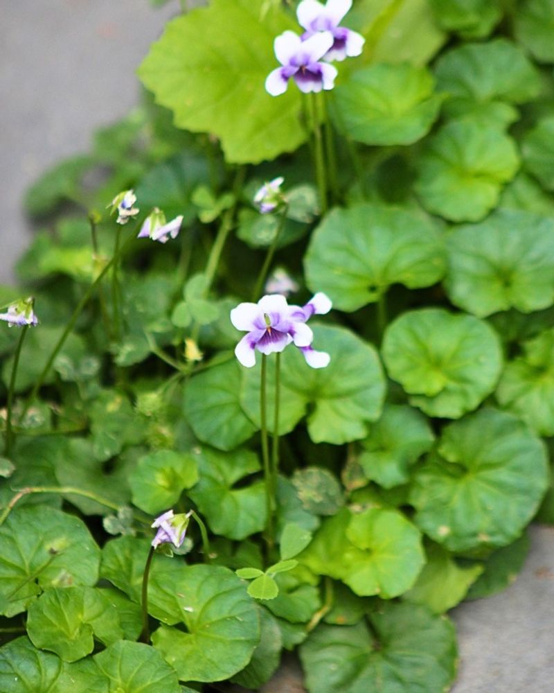 Evergreen Violet