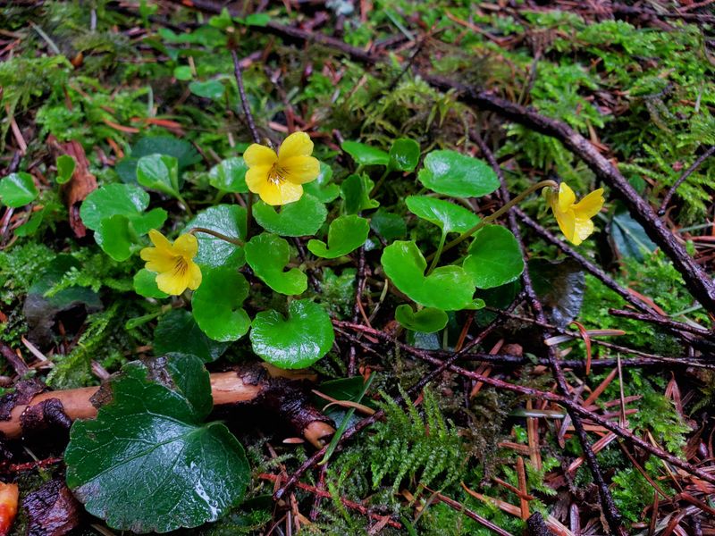 Evergreen Violet