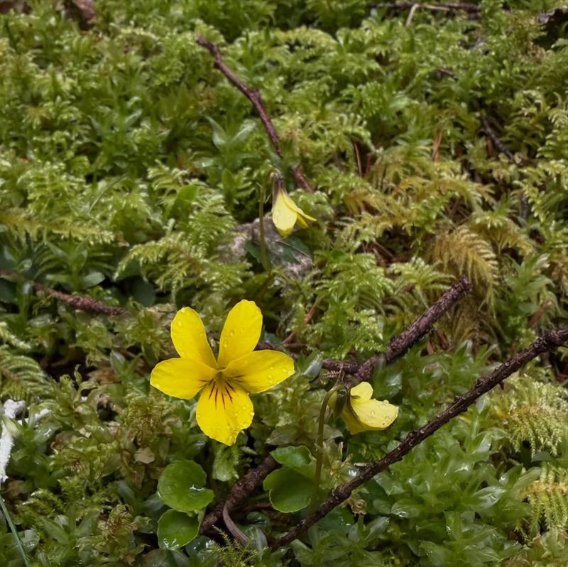 Evergreen Violet