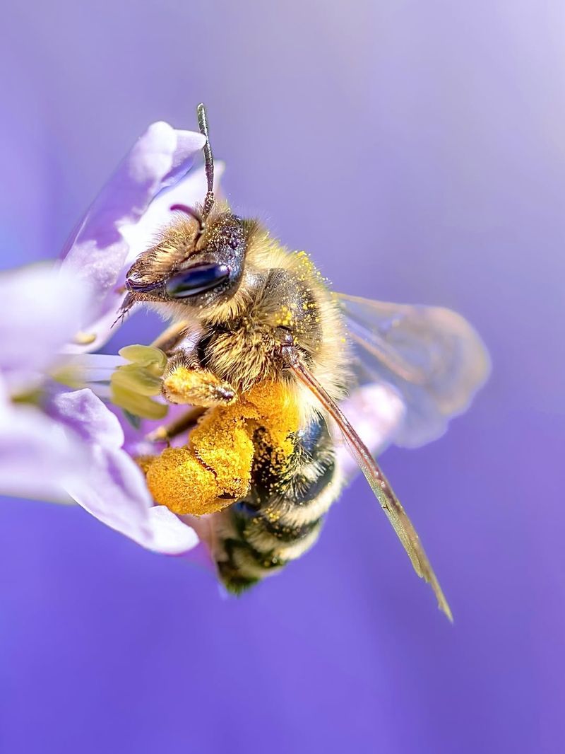 Every Flower Visit Moves Pollen