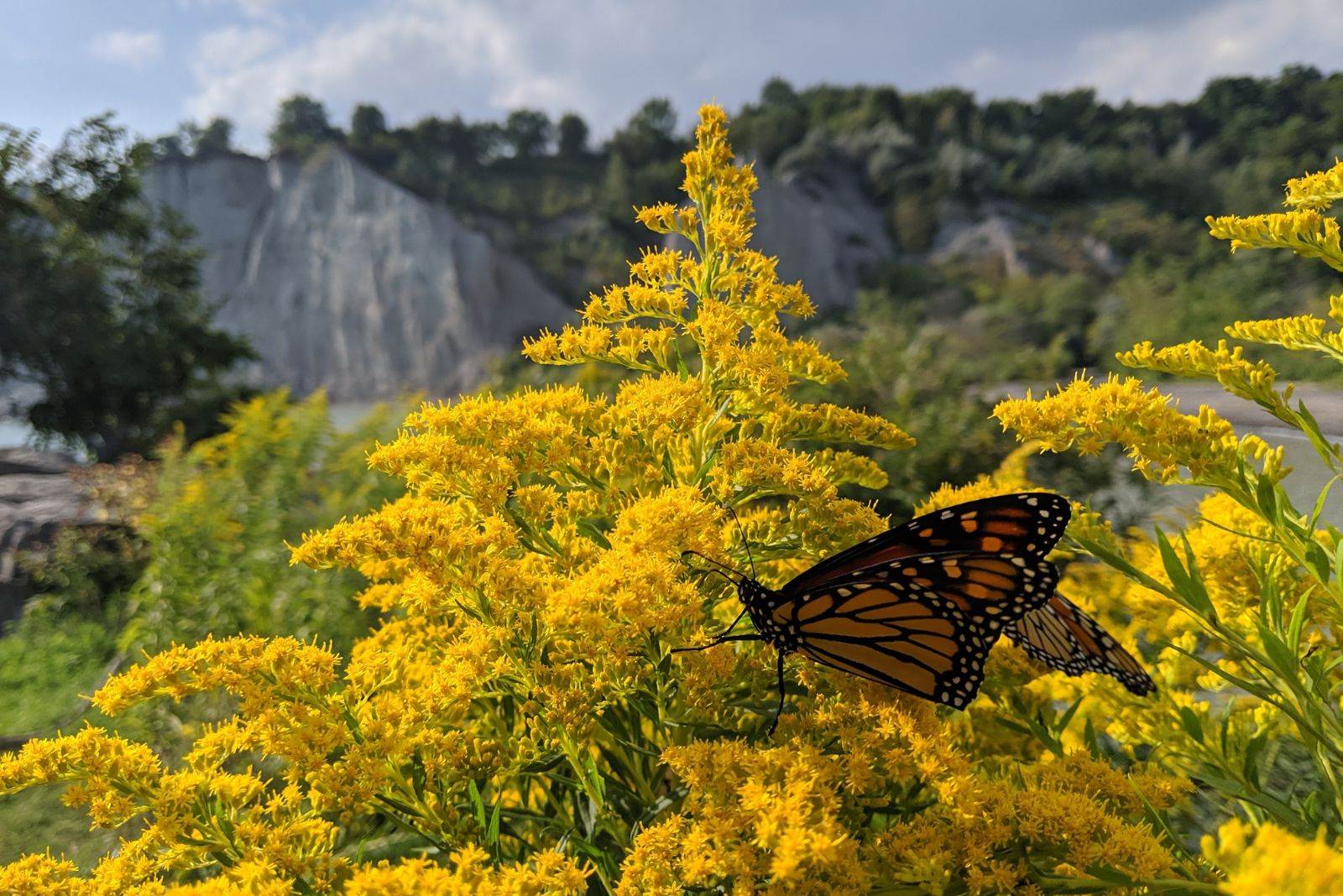 goldenrod