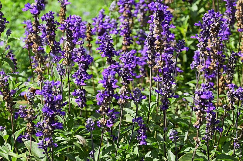 Evolution Salvia Brings Deep Violet Blue Flower Spikes