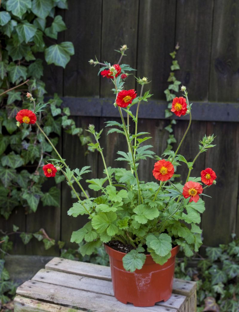 Excellent Drainage Is Essential For Healthy Geums