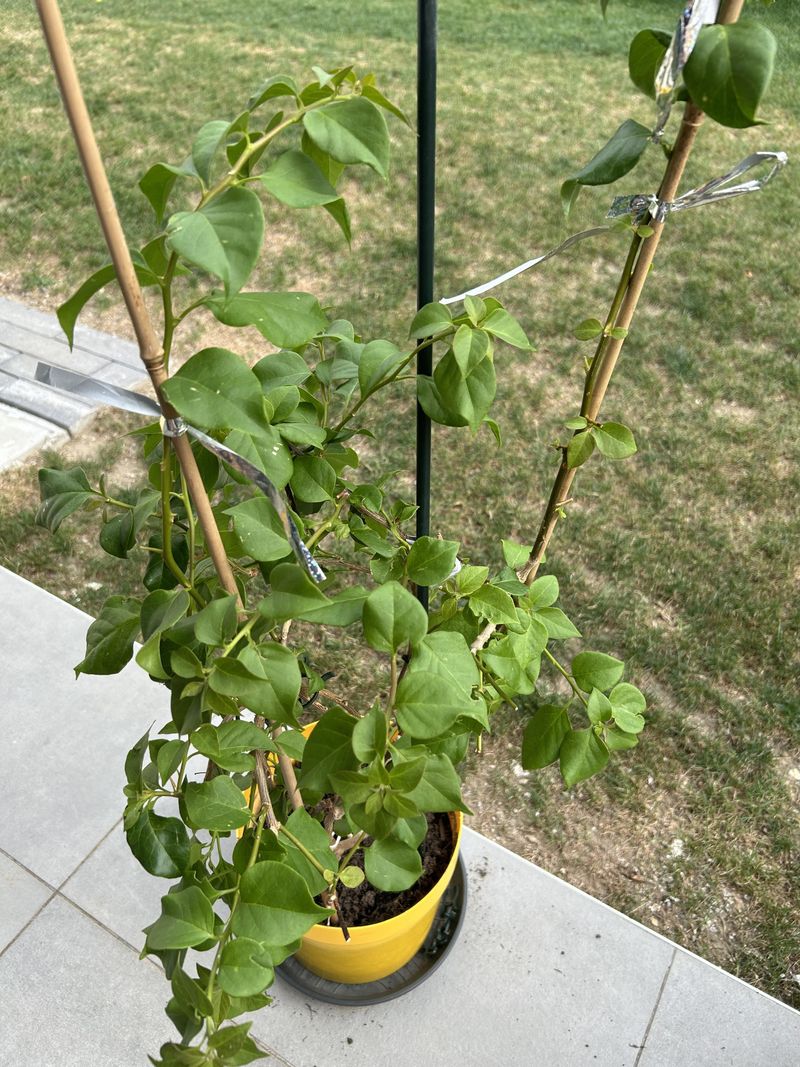 Excess Fertilizer Is Producing Green Growth Only Excess Fertilizer Is Producing Green Growth Only