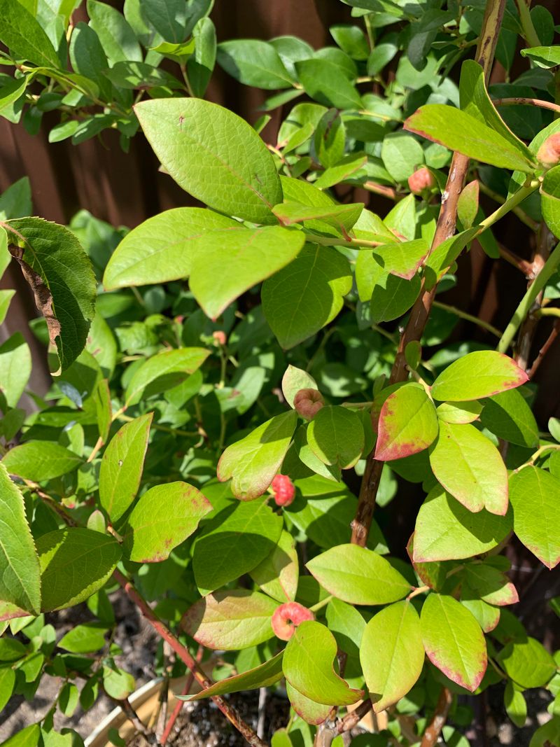 Excess Fertilizer Often Weakens Blueberry Production Excess Fertilizer Often Weakens Blueberry Production
