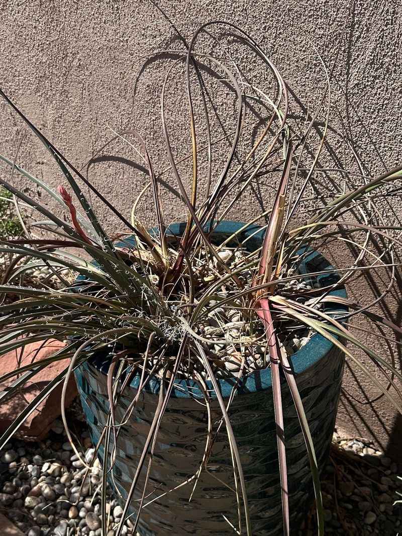 Excess Irrigation Can Weaken Established Plants Excess Irrigation Can Weaken Established Plants