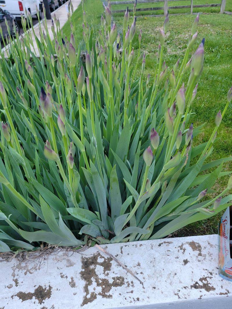 Excess Nitrogen Encourages Leaves Over Blooms