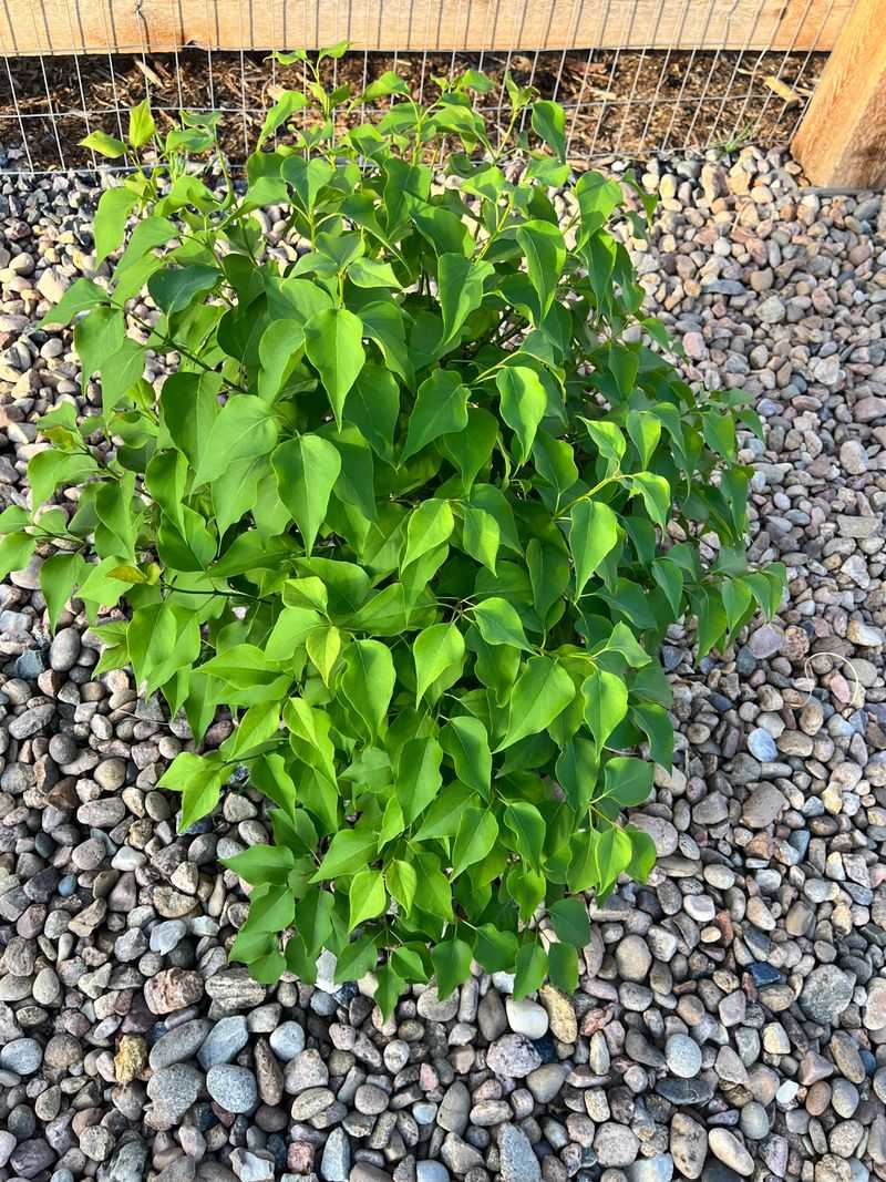Excess Nitrogen Pushes Leaves Instead Of Flowers