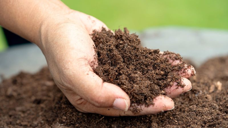 Excess Peat Moss