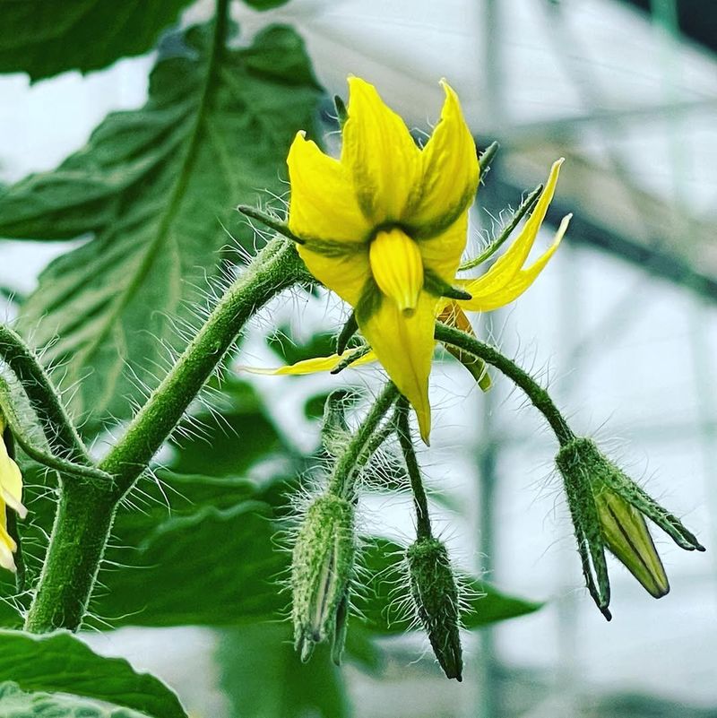Expect and Accept Early Flower Drop