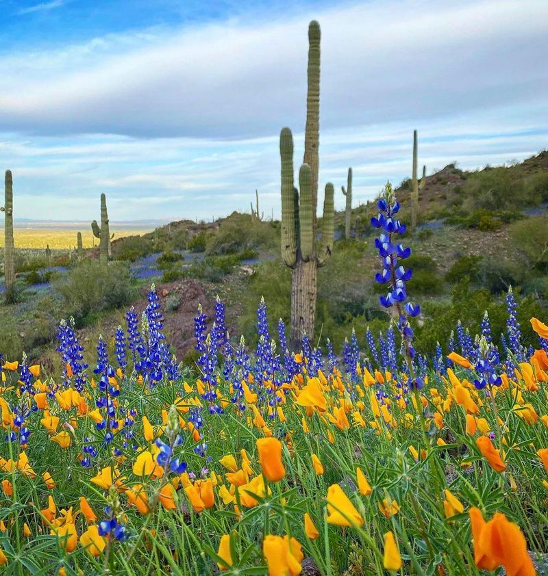 Expecting Every Wildflower To Reseed The Same Way