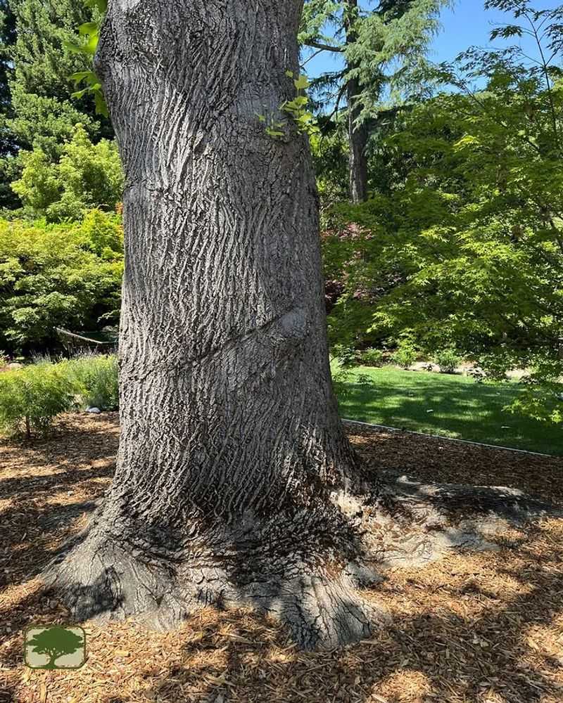 Exposed Roots Often Create Long Term Tree Stress Exposed Roots Often Create Long Term Tree Stress