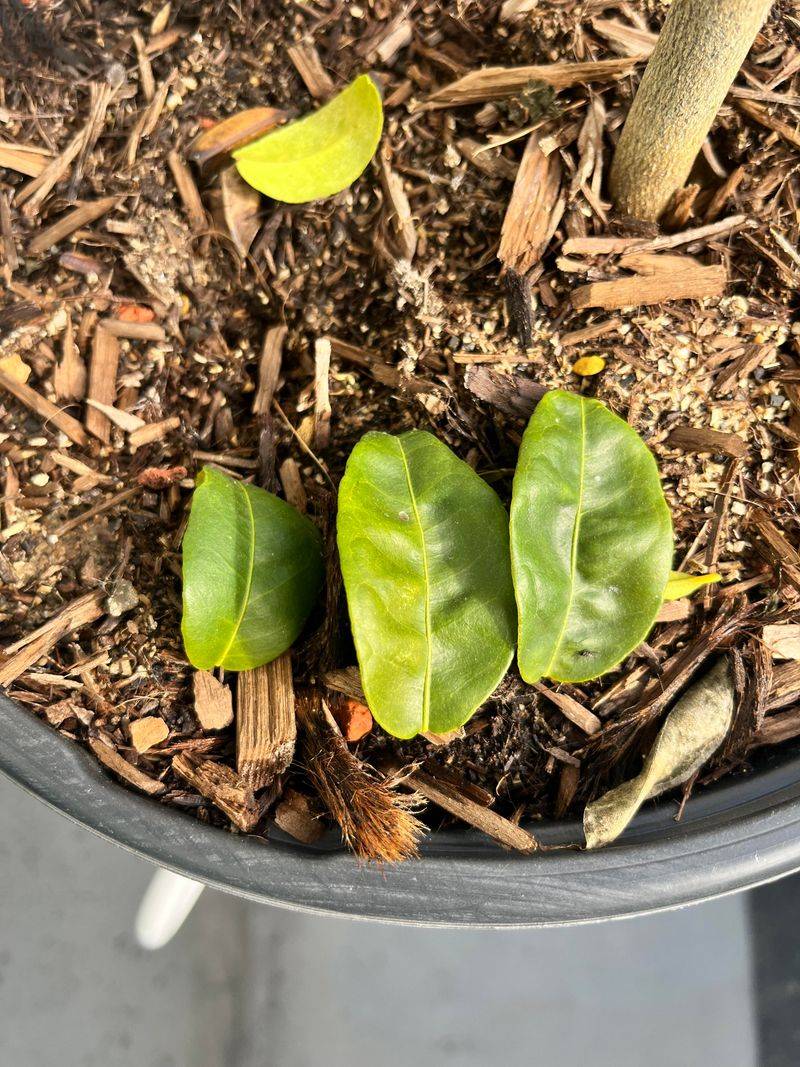 Extra Leaf Drop Can Mean The Tree Is Struggling Extra Leaf Drop Can Mean The Tree Is Struggling