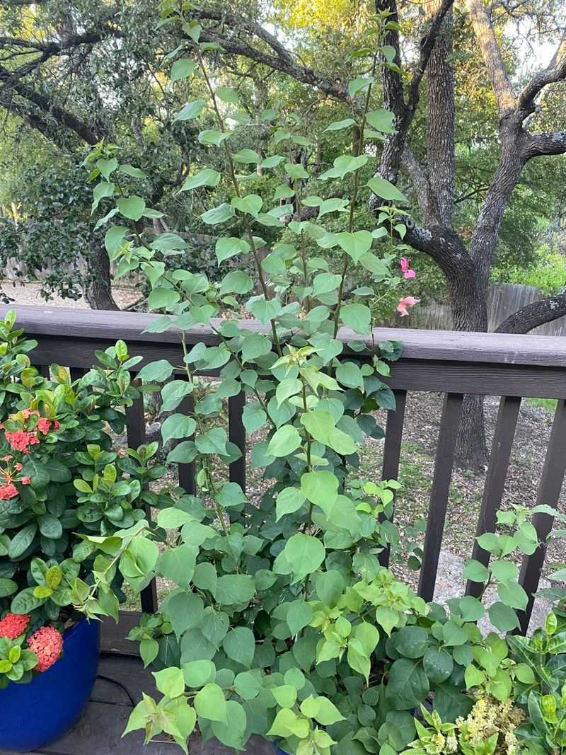 Extra Nitrogen Can Push Blooms To The Background