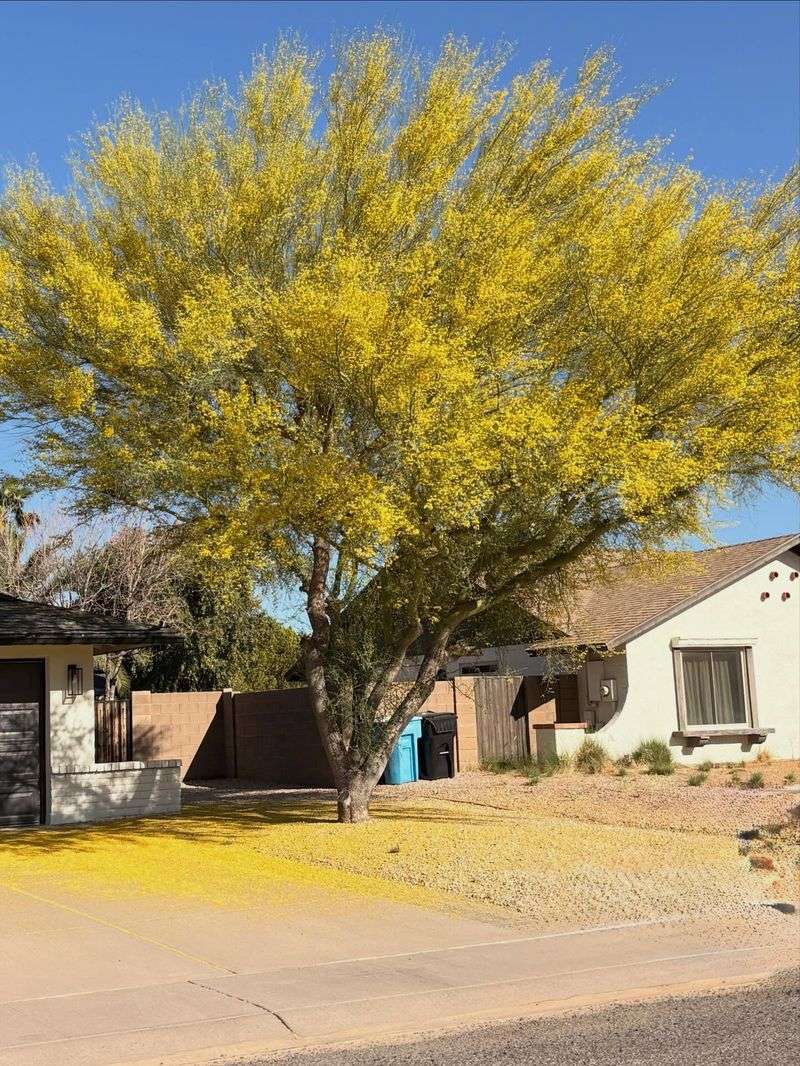 Extra Water Does Not Stop Seasonal Flower Drop