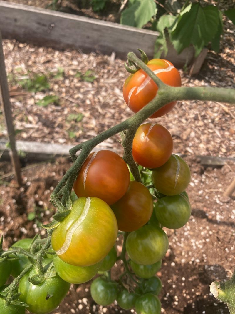 Extreme Heat Makes Ripening Tomatoes Split Faster
