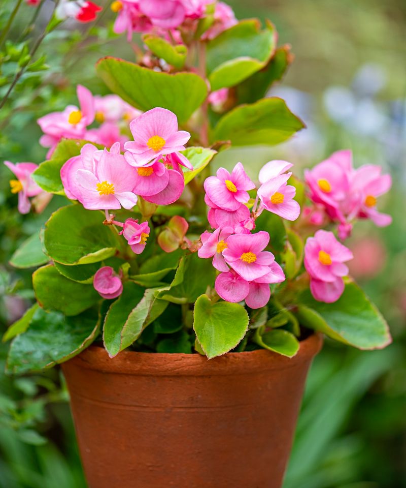 Faded Blooms Should Be Removed Before Seed Production Starts
