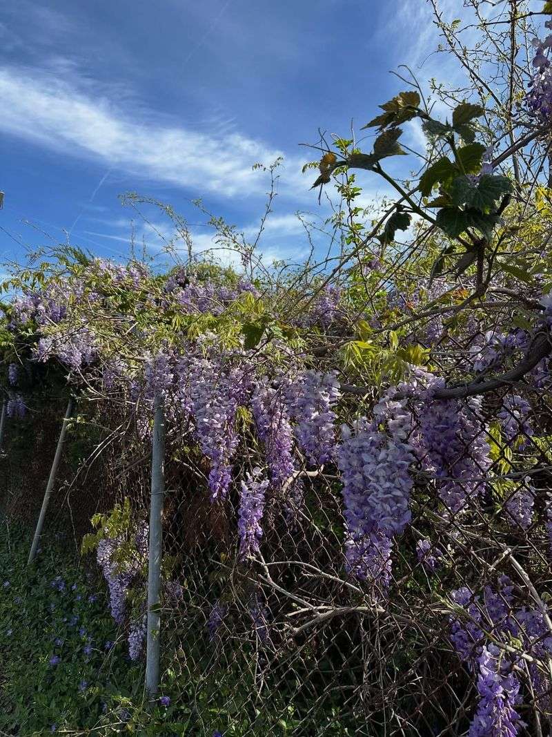 Faded Flower Clusters Are Usually Removed First