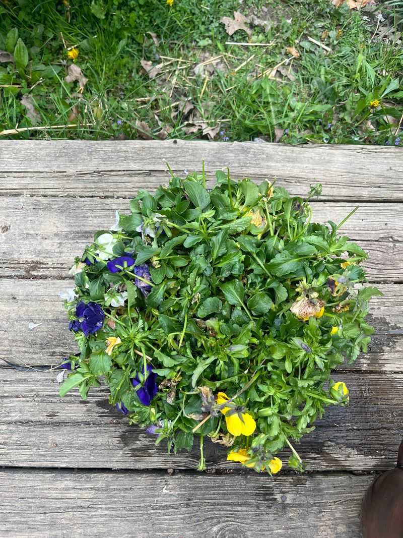 Fading Pansies Mean It Is Time To Replant