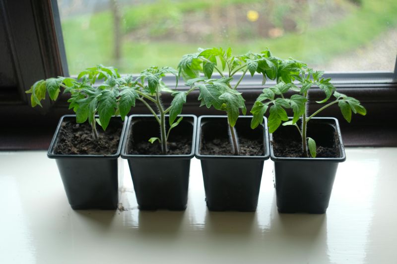 Failing To Harden Off Seedlings Before Transplanting