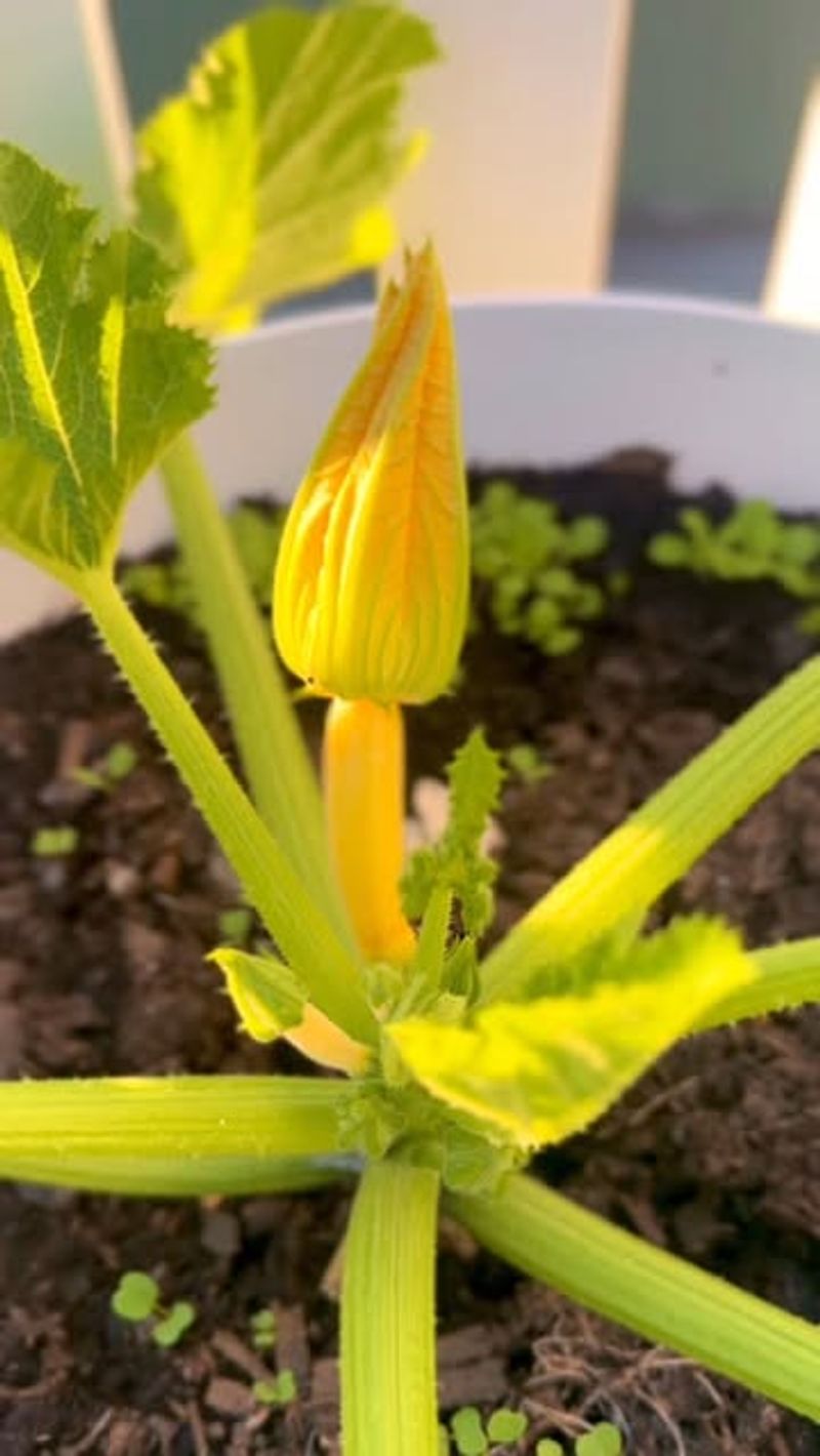 Failing To Remove Old Flowers And Fruit