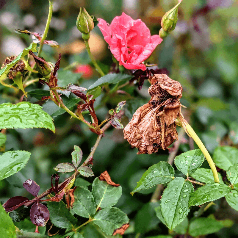 Failure To Deadhead Old Flowers Failure To Deadhead Old Flowers