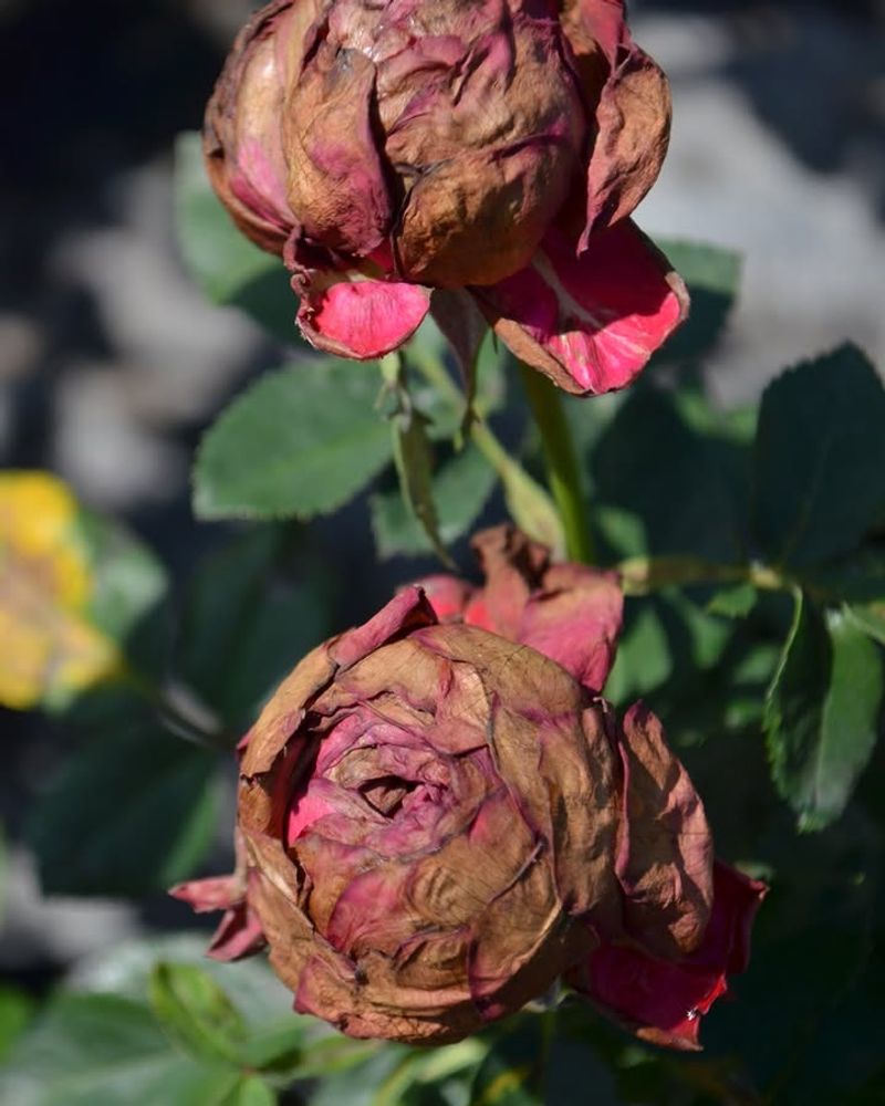 Failure To Remove Spent Blooms