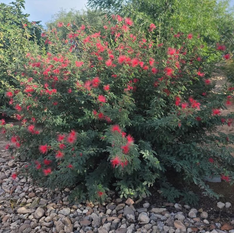 Fairy Duster Canopies Stretch Across Small Yard Spaces