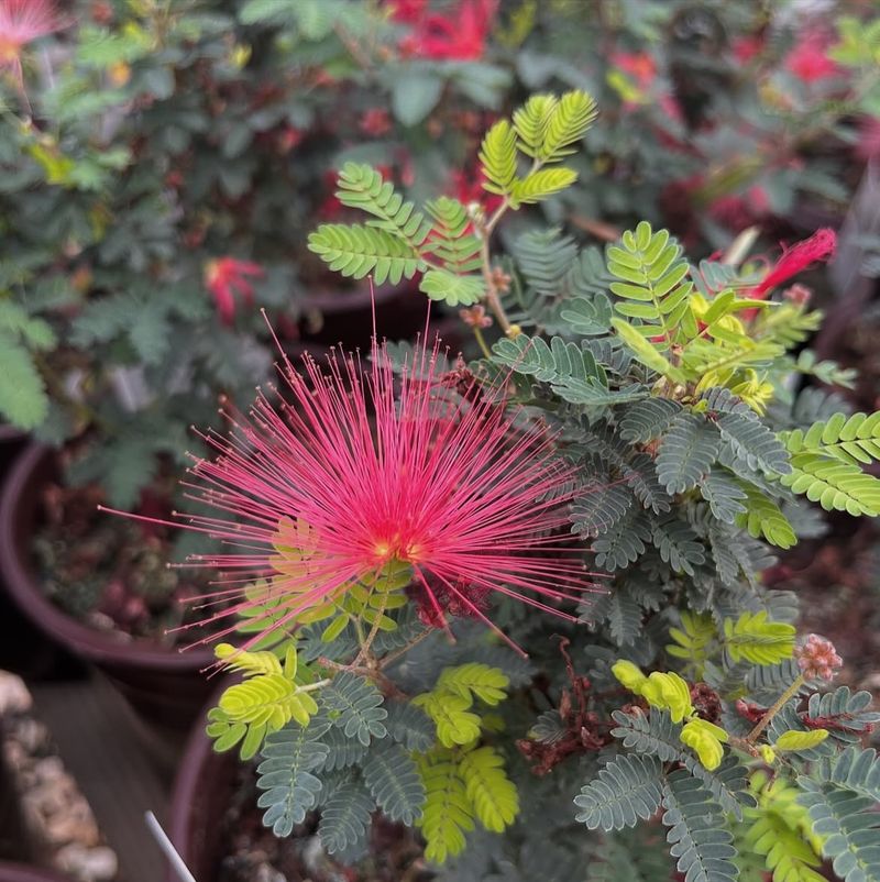 Fairy Duster Handles Heat While Attracting Pollinators Fairy Duster Handles Heat While Attracting Pollinators