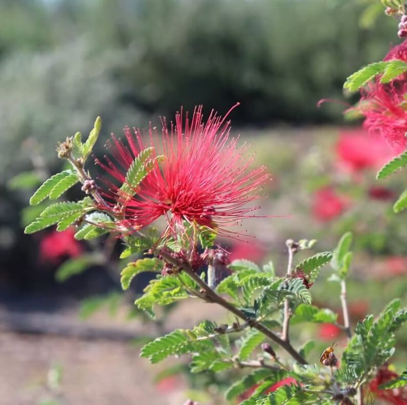 Fairy Duster Stays Airy Without Taking Over Beds