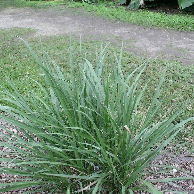 Fakahatchee Grass Thrives Through Heat And Heavy Air