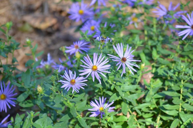 Fall Aster Fall Aster