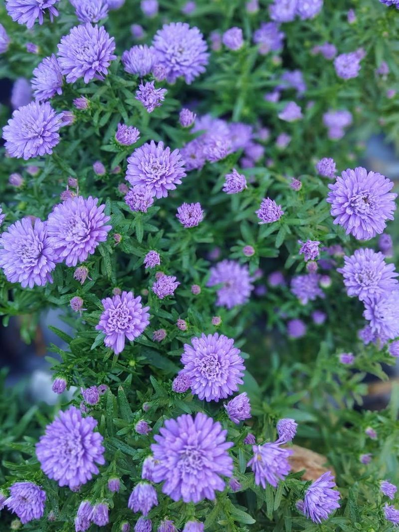 Fall Aster