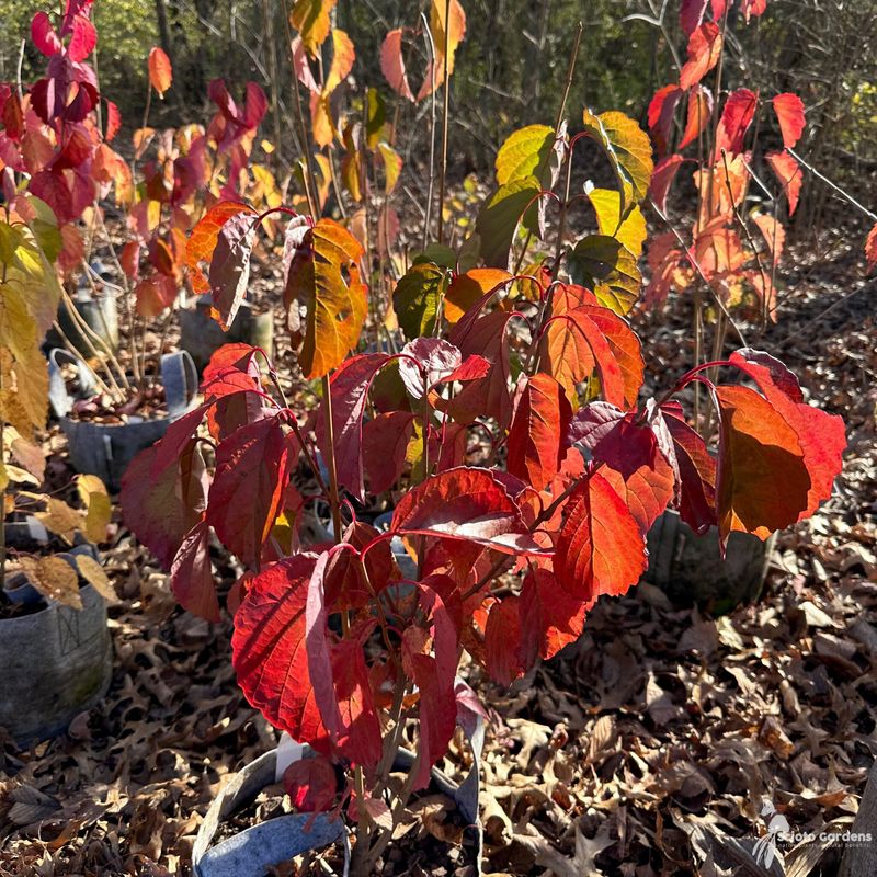 Fall Color Adds More Seasonal Interest Fall Color Adds More Seasonal Interest