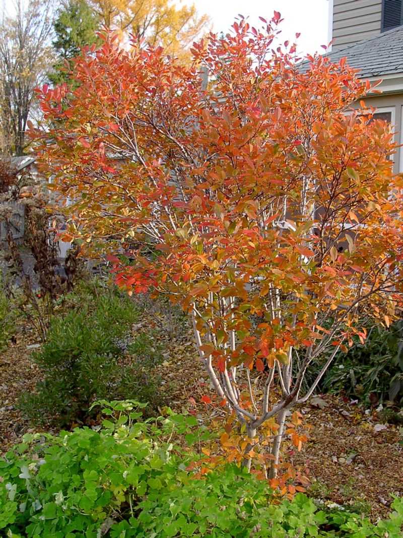Fall Color Gives Small Yards A Bigger Moment