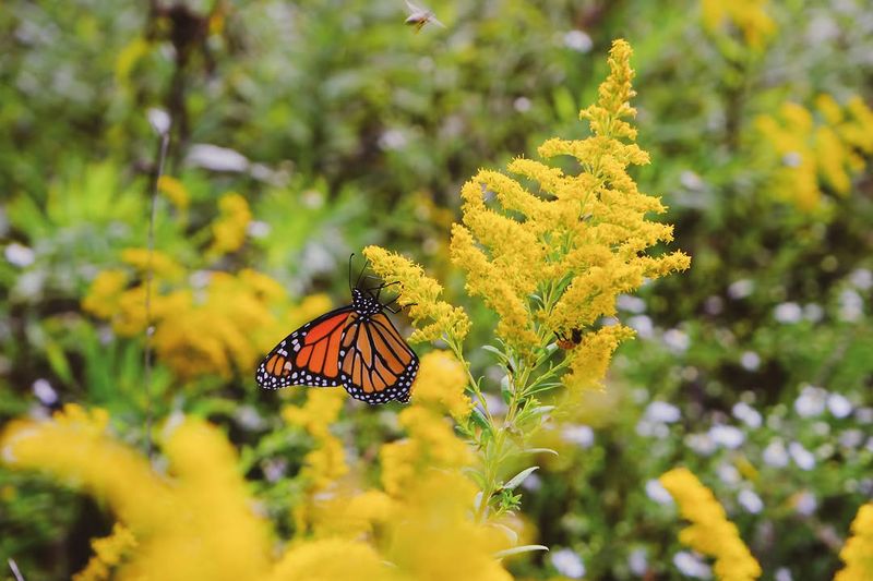 Fall Flowers Provide Energy During Migration