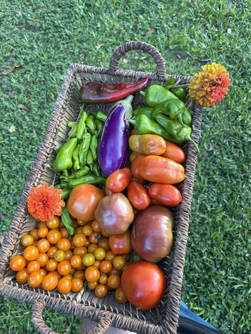 Fall Harvest Success In Depends On Starting Earlier Than Most Beginners Expect