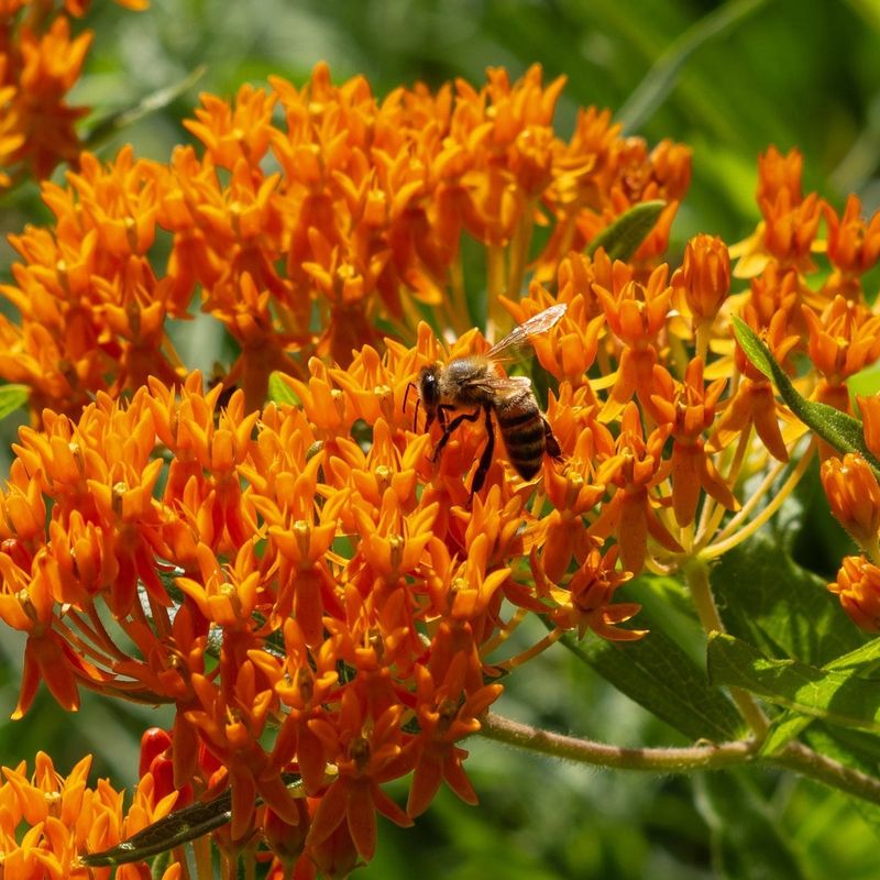 Fall Planting Is Risky In Colder Parts Of North Carolina