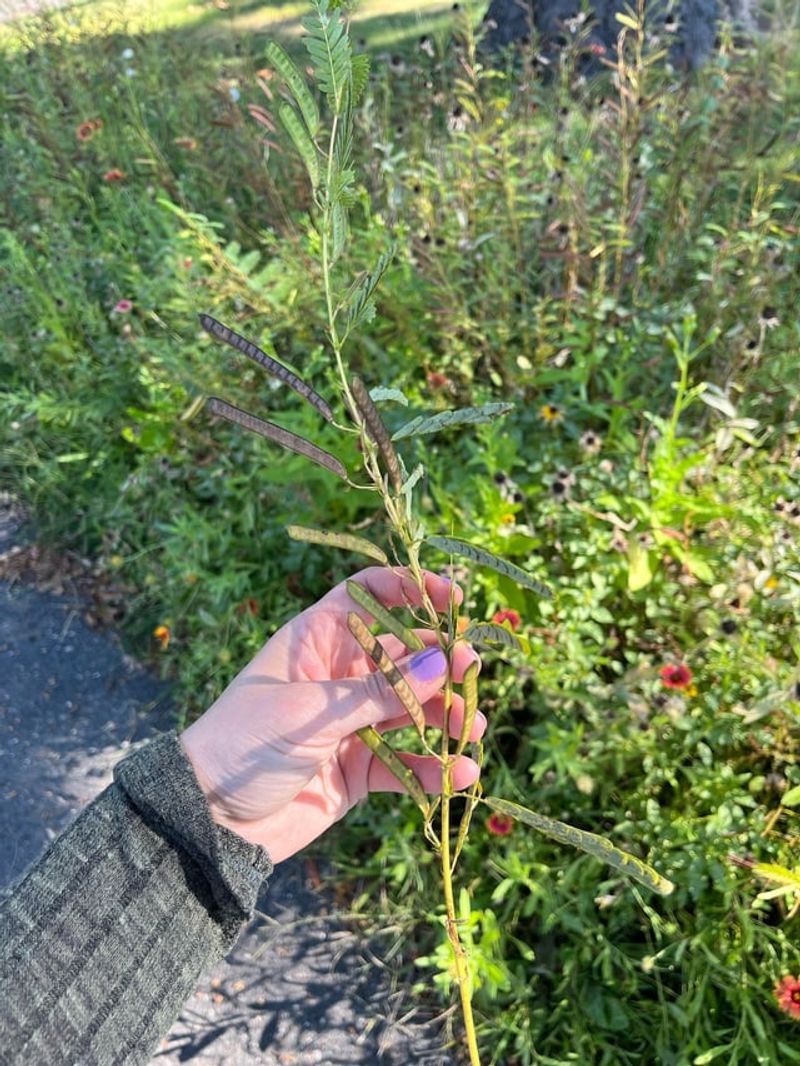Fall Seed Pods Add More Wild Garden Value