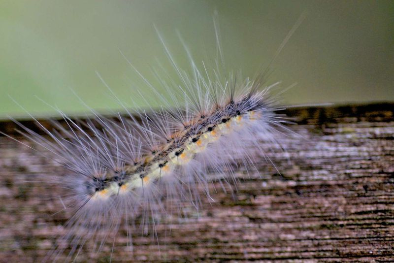 Fall Webworm Caterpillars Showing Up Early On Pennsylvania Hardwoods