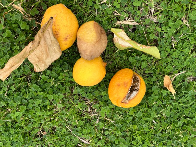 Fallen Citrus Near Patios Pulls In More Nighttime Insects Fallen Citrus Near Patios Pulls In More Nighttime Insects