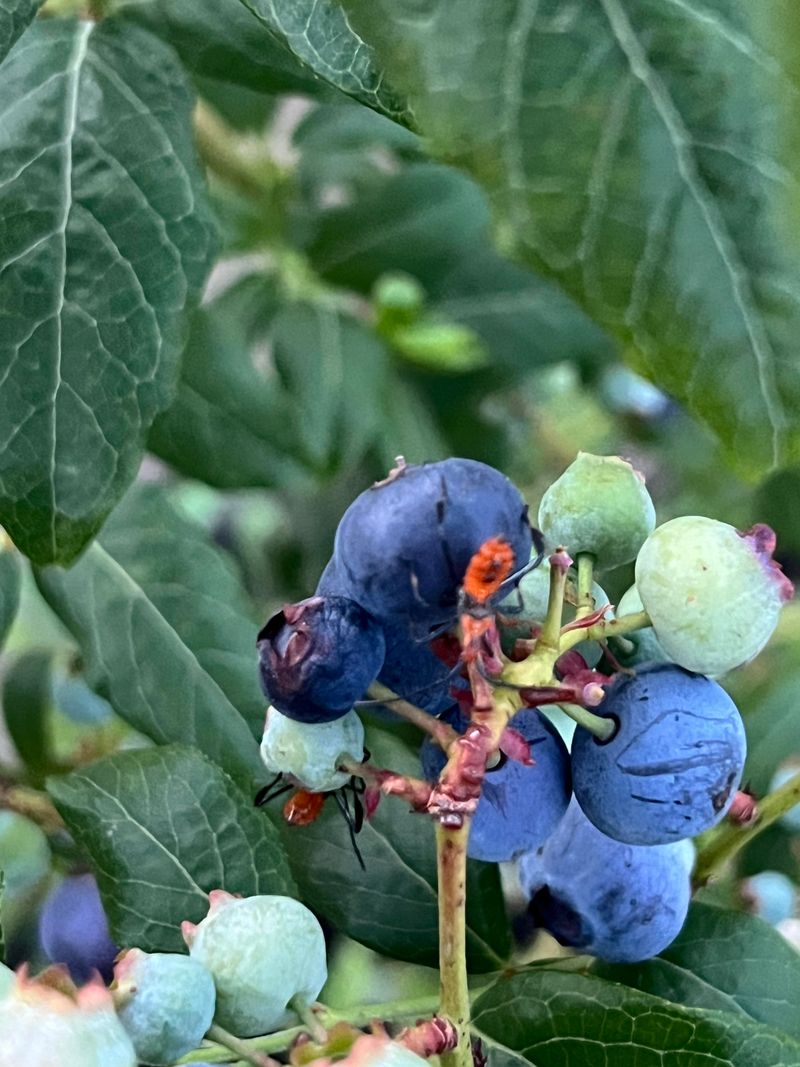 Fallen Fruit Around Bushes Attracts More Pests Fallen Fruit Around Bushes Attracts More Pests