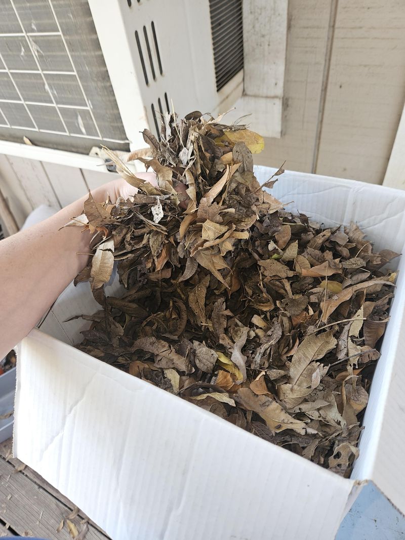 Fallen Leaves Slowly Improve Tough Ground Below