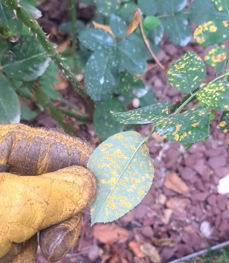 Fallen Rose Leaves Can Harbor Spores Fallen Rose Leaves Can Harbor Spores