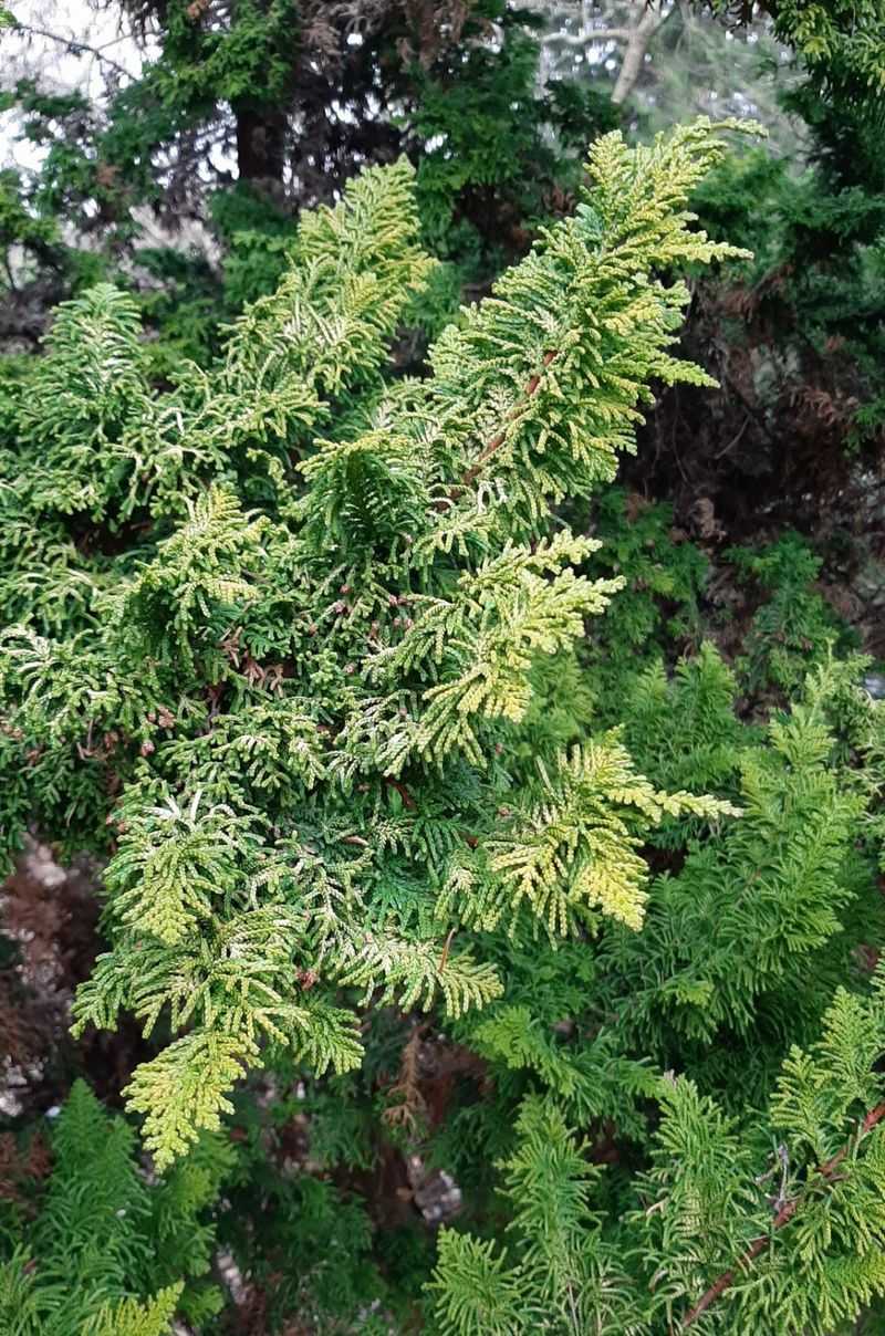 False Cypress Is Not Preferred False Cypress Is Not Preferred