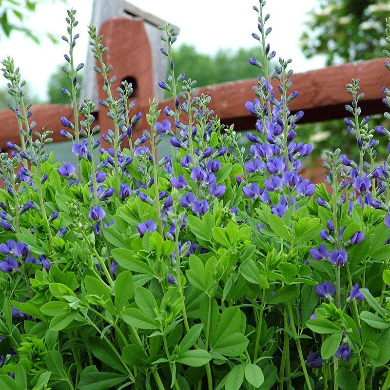 False Indigo Works Quietly Below The Surface False Indigo Works Quietly Below The Surface