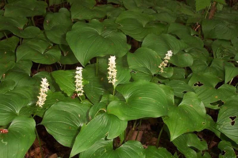 False Lily Of The Valley