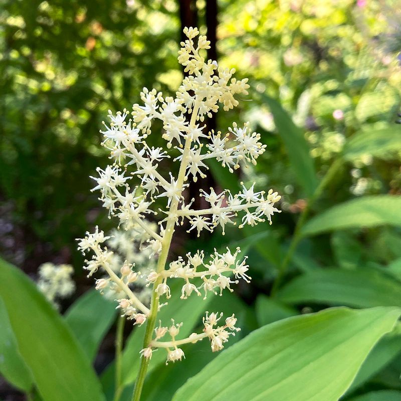False Solomon's Seal Softens Shady Garden Edges