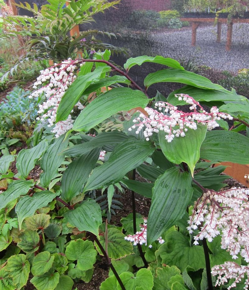 False Solomon's Seal False Solomon's Seal